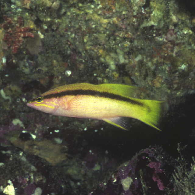 Liopropoma latifasciatum